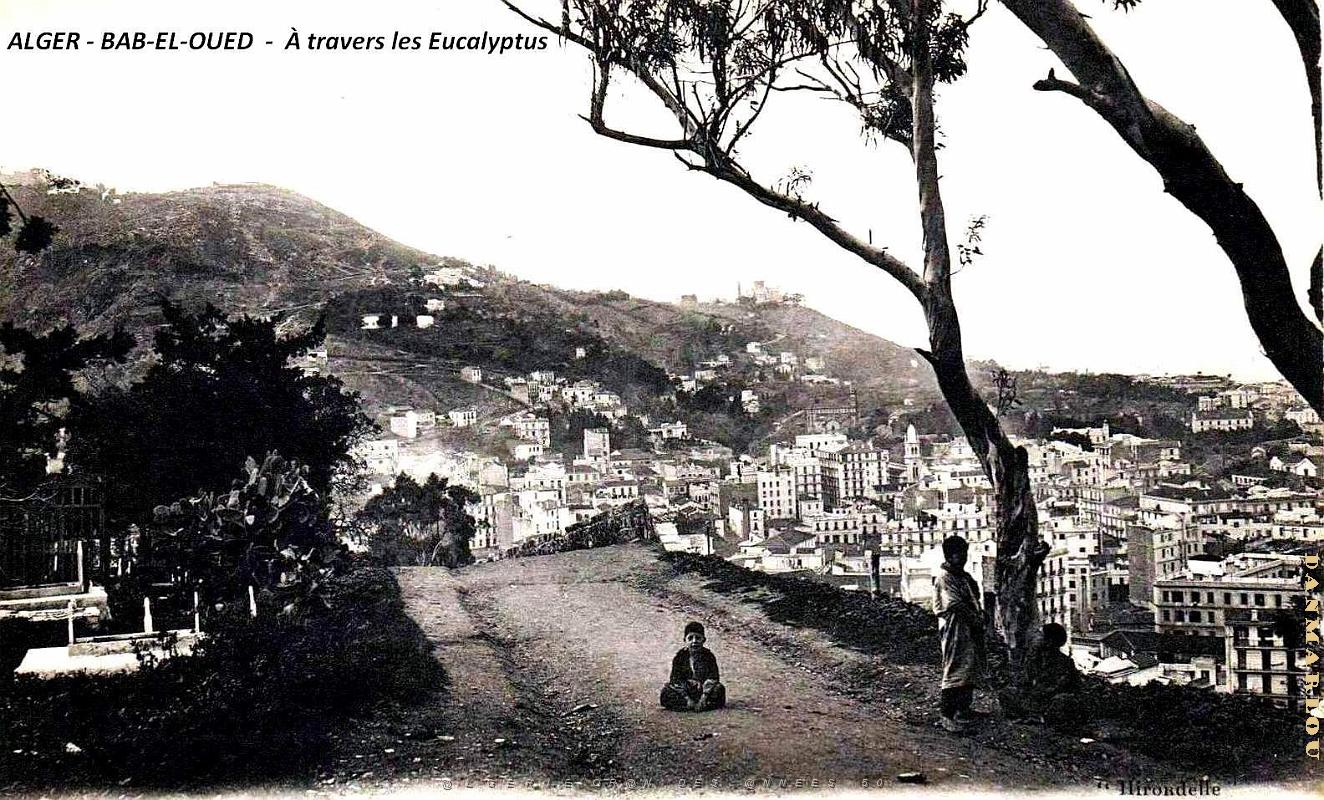 Alger - Bab-el-Oued - A travers les Euclyptus .jpg